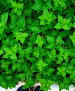 Photograph-of-dense-vibrant-green-ivy-leaves-with-intricate-textures-occupying-the-entire-frame-and-a-partial-white-tray