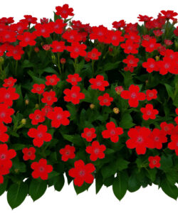 Photograph-of-dense-vibrant-red-flowers-with-green-leaves-filling-a-rectangular-planter-set-against-a-stark-white-background