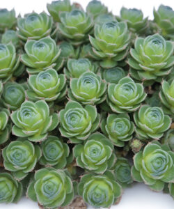 Photograph-of-densely-packed-vibrant-green-succulent-rosettes-with-a-textured-waxy-surface-and-small-rounded-leaves