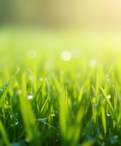 Photograph-of-dew-covered-vibrant-green-grass-under-a-golden-sunlit-sky-with-a-soft-blurred-background