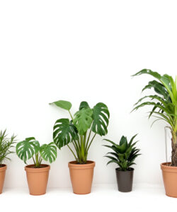 Photograph-of-eight-potted-plants-on-a-white-background-varying-in-leaf-types-and-sizes-showcasing-different-plant-species