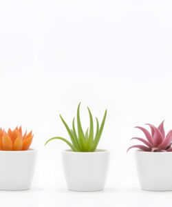 Photograph-of-five-distinct-succulents-in-white-pots-arranged-horizontally-against-a-stark-white-background