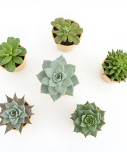 Photograph-of-five-green-succulents-in-terracotta-pots-on-a-white-background-arranged-in-a-star-shape