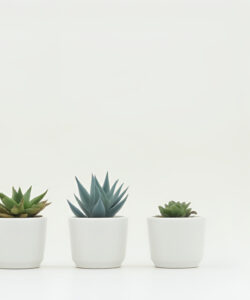 Photograph-of-five-small-white-pots-with-different-succulent-plants-on-a-minimalist-white-background
