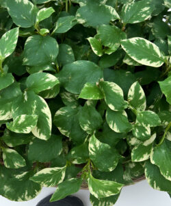 Photograph-of-lush-green-Monstera-deliciosa-leaves-with-striking-white-variegation-densely-packed-in-a-circular-wicker-basket