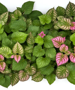 Photograph-of-lush-green-leaves-with-pink-and-white-striped-patterns-densely-packed-against-a-plain-white-background