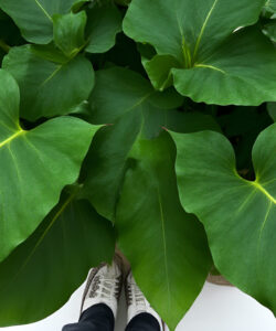 Photograph-of-lush-green-leaves-with-white-sneakers-at-the-bottom-in-a-minimalist-white-background-setting
