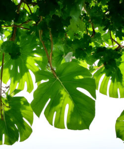 Photograph-of-lush-green-monstera-leaves-against-a-bright-white-sky-showcasing-vibrant-large-and-irregularly-shaped-foliage