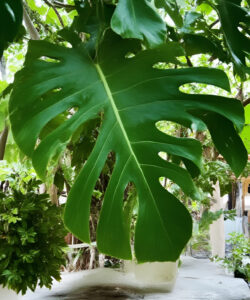 Photograph-of-lush-green-monstera-plant-with-large-perforated-leaves-set-against-a-background-of-verdant-foliage-and-a-white-wall