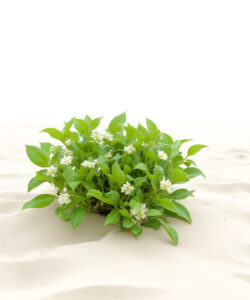 Photograph-of-lush-green-shrub-with-white-flowers-in-sandy-desert-landscape-under-bright-clear-sky