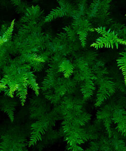 Photograph-of-lush-vibrant-green-fern-foliage-dense-and-overlapping-with-intricate-leaf-patterns-creating-a-rich-natural-texture