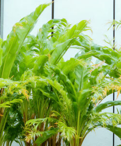 Photograph-of-lush-vibrant-green-leaves-with-some-yellowing-edges-set-against-a-pale-vertically-striped-background