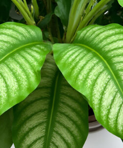 Photograph-of-lush-vibrant-green-leaves-with-white-veins-showcasing-intricate-details-and-textures-set-against-a-white-background