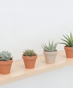 Photograph-of-seven-succulents-in-terracotta-white-and-beige-pots-on-a-light-wooden-shelf-against-a-white-wall
