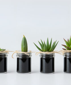 Photograph-of-six-glass-jars-with-black-ink-each-containing-a-different-succulent-plant-tied-with-twine-on-a-white-background