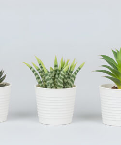 Photograph-of-three-potted-succulents-against-a-plain-white-background-left-Echeveria-middle-striped-pattern-right-green-spiky-leaves
