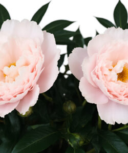 Photograph-of-two-pale-pink-peonies-with-ruffled-petals-lush-green-leaves-and-a-bright-yellow-stamen-against-a-white-background