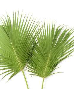 Photograph-of-two-vibrant-green-palm-fronds-with-long-pointed-leaves-set-against-a-stark-white-background