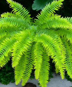 Photograph-of-vibrant-green-fern-with-delicate-fronds-held-by-a-hand-lush-greenery-and-earthy-textures-in-the-background