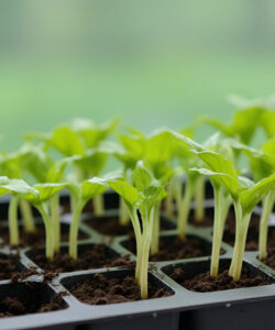 Photograph-of-vibrant-green-seedlings-in-black-plastic-trays-set-against-a-blurred-green-background-likely-a-greenhouse