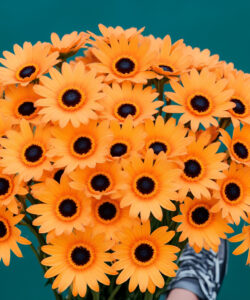 Photograph-of-vibrant-orange-African-daisies-with-dark-centers-held-by-someone-in-blue-green-patterned-shorts-against-a-teal-background