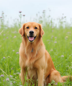 a-golden-retriever-with-a-shiny-golden-coat-sitting-in-a-lush-green-meadow-filled-with-blooming-purple-clover-flowers-The-dog-has-a-friendly-open-mouthed-expression