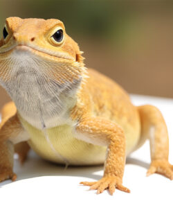 a-small-tan-colored-lizard-with-large-dark-eyes-and-a-textured-slightly-wrinkled-skin-perched-on-a-white-surface