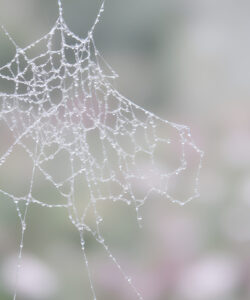 A-close-up-photograph-of-a-delicate-spider-web-covered-in-frost-set-against-a-blurred-pastel-colored-background