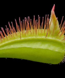 A-close-up-photograph-of-a-vibrant-green-pitcher-plant-with-spiky-reddish-spikes-against-a-stark-black-background
