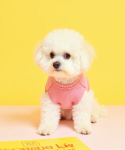 A cute fluffy white dog in a pink sweater sits against a bright yellow background with a yellow book nearby 1