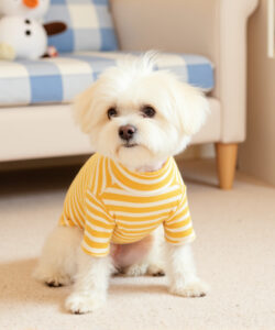 A cute white fluffy dog in a yellow striped shirt sits on a beige carpet surrounded by toys in a room