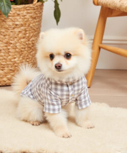 A fluffy cream colored pomeranian puppy in a checkered shirt sits on a beige rug with wicker furniture and plants