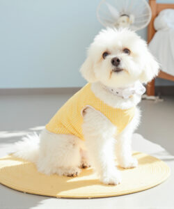 A fluffy white dog in a yellow checkered shirt sits on a yellow mat in a sunlit room 1