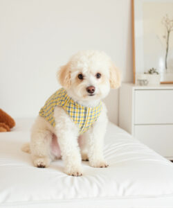 A fluffy white dog in a yellow plaid vest sits on a white bed with a teddy bear beside it