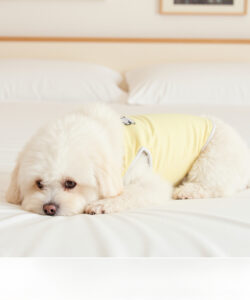 A fluffy white dog wearing a yellow vest lies on a bed with white sheets framed by a wooden headboard 1