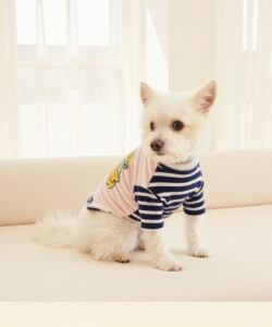 A photograph of a fluffy white yorkshire terrier puppy in a pink and blue striped shirt sitting on a sofa 1