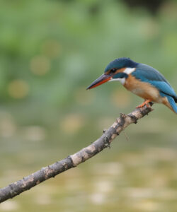 A-photograph-of-a-small-vibrant-blue-and-orange-kingfisher-perched-on-a-branch-with-a-blurred-green-background