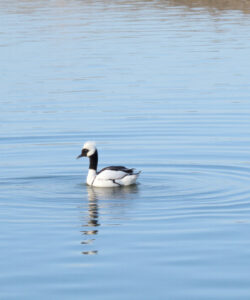 A-serene-photograph-of-a-lone-black-necked-swan-gliding-on-calm-rippling-blue-water-with-soft-reflections-and-a-clear-sky