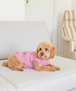 A small curly haired tan colored dog in a pink striped sweater lies on a light gray couch with a striped armchair
