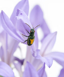 A-vivid-green-and-yellow-beetle-perches-on-delicate-lavender-flowers-against-a-white-background-captured-in-sharp-detail