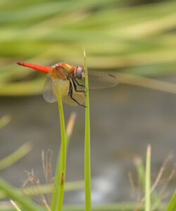 Close-up-photo-of-a-vibrant-red-dragonfly-perched-on-green-grass-with-blurred-greenery-and-water-in-the-background