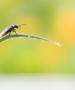 Close-up-photograph-of-a-small-insect-possibly-a-beetle-perched-on-a-dewy-grass-blade-against-a-blurred-colorful-background