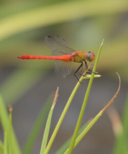 Close-up-photograph-of-a-vibrant-red-dragonfly-with-transparent-wings-on-green-grass-blades-blurred-background