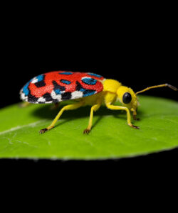 Close-up-photograph-of-a-vividly-colored-small-yellow-beetle-with-red-and-blue-patterns-on-its-back-on-a-leaf