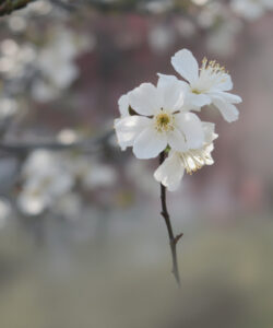 Close-up-photograph-of-delicate-white-cherry-blossoms-with-yellow-stamens-set-against-a-blurred-out-of-focus-background