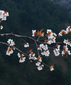 Photograph-of-a-branch-with-white-blossoms-and-orange-stamens-set-against-a-dark-forest-background-under-natural-light