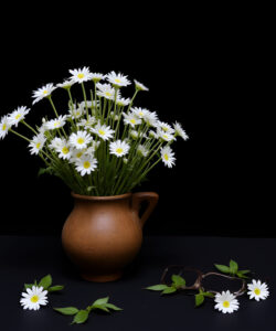 Photograph-of-a-brown-ceramic-vase-with-white-daisies-against-a-black-background-scattered-leaves-and-stems-below