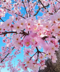 Photograph-of-a-cherry-tree-in-full-bloom-against-a-clear-blue-sky-with-delicate-pink-flowers-and-green-branches