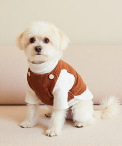 Photograph of a cute fluffy white shih tzu puppy in a brown and white turtleneck sweater sitting on a beige couch