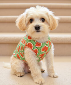 Photograph of a fluffy cream colored puppy with big eyes wearing a green watermelon patterned sleeveless vest sitting on beige carpeted stairs